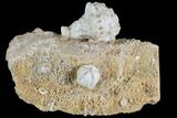 Crinoid (Uperocrinus) & Blastoid (Shizoblastus) - Missouri #87311-1